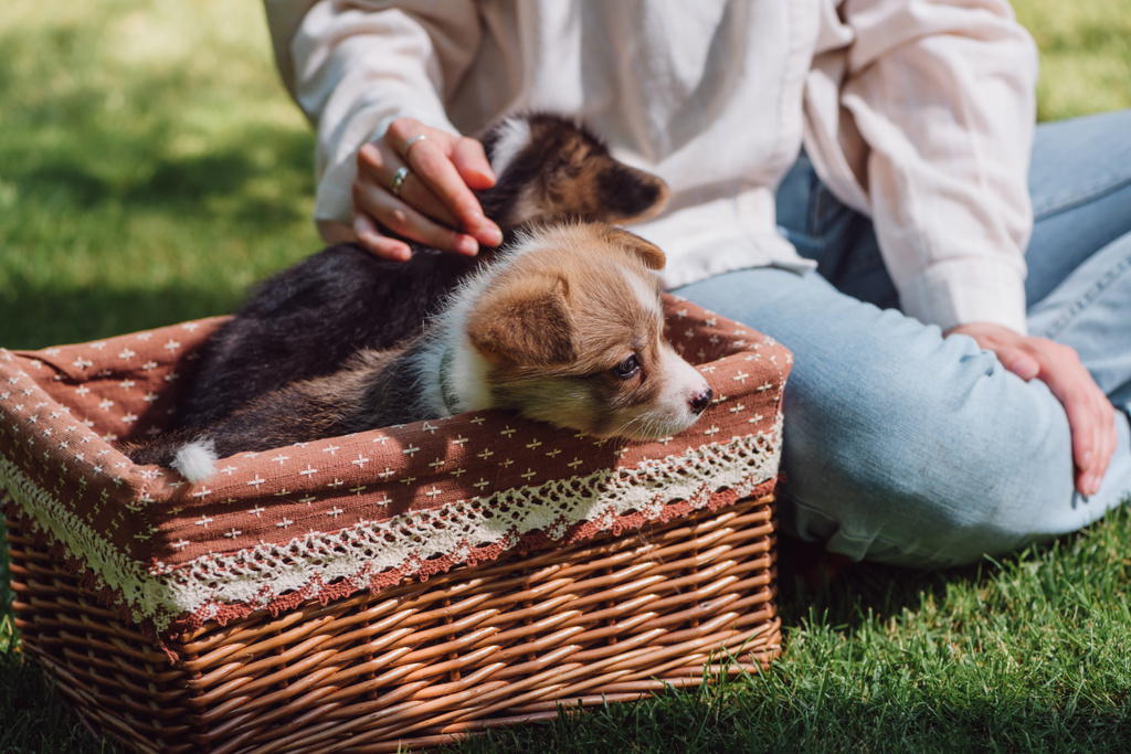 ウィッカーボックスにウェールズコーギー愛らしい子犬と緑の庭に座っている若い女の子のトリミングされたビュー - 写真・画像