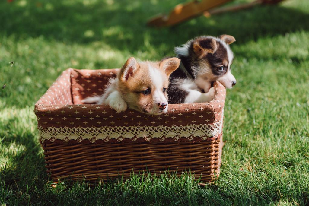 lindo peludo galés corgi cachorros en caja de mimbre en verde césped cubierto de hierba en el día soleado
 - Foto, imagen