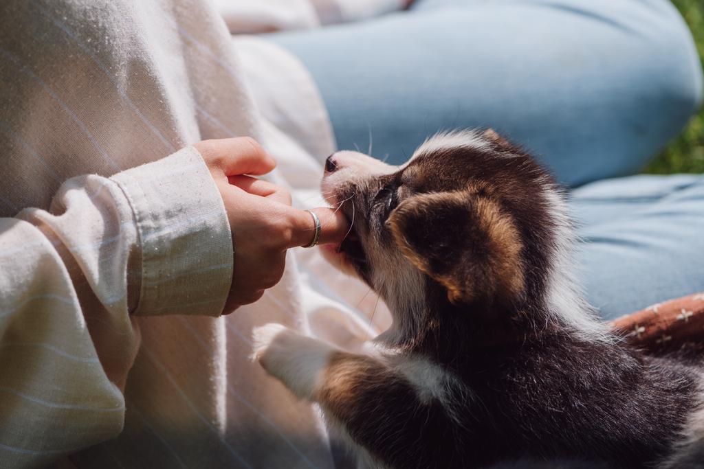 cropped view of girl putting finger in welsh corgi adorable puppy mouth - Photo, Image