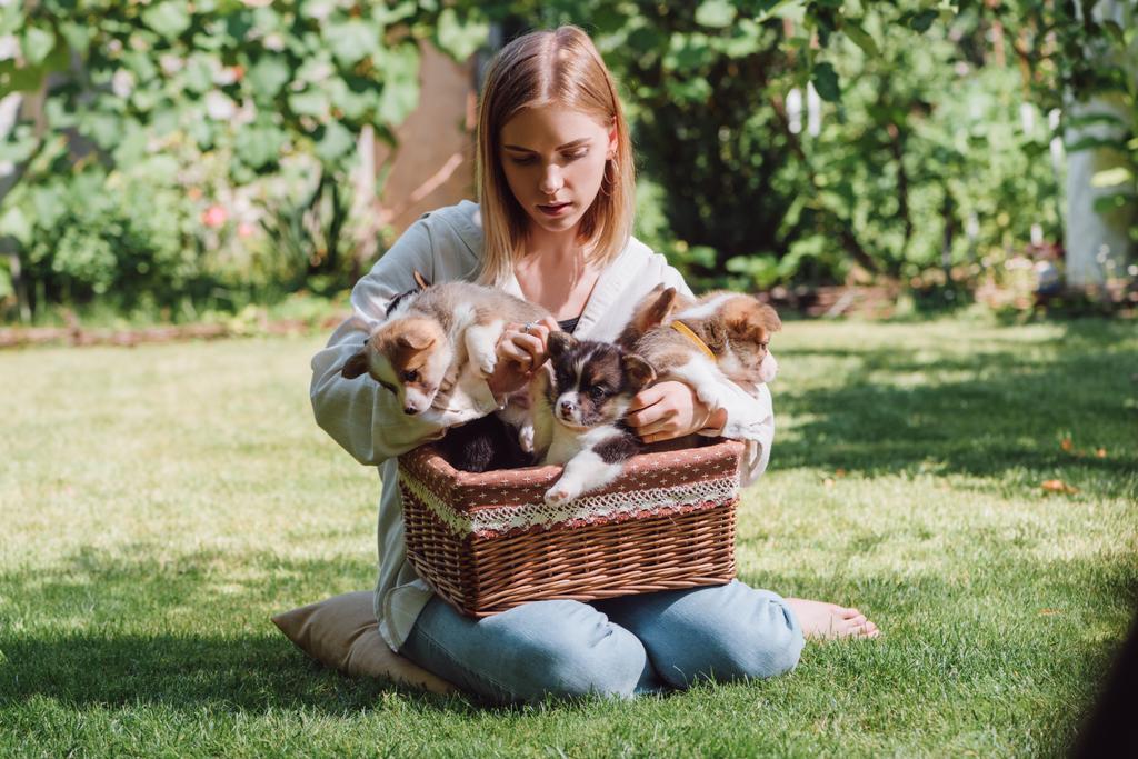 atractiva chica rubia sentada en jardín verde con galés corgi adorables cachorros en caja de mimbre
 - Foto, imagen