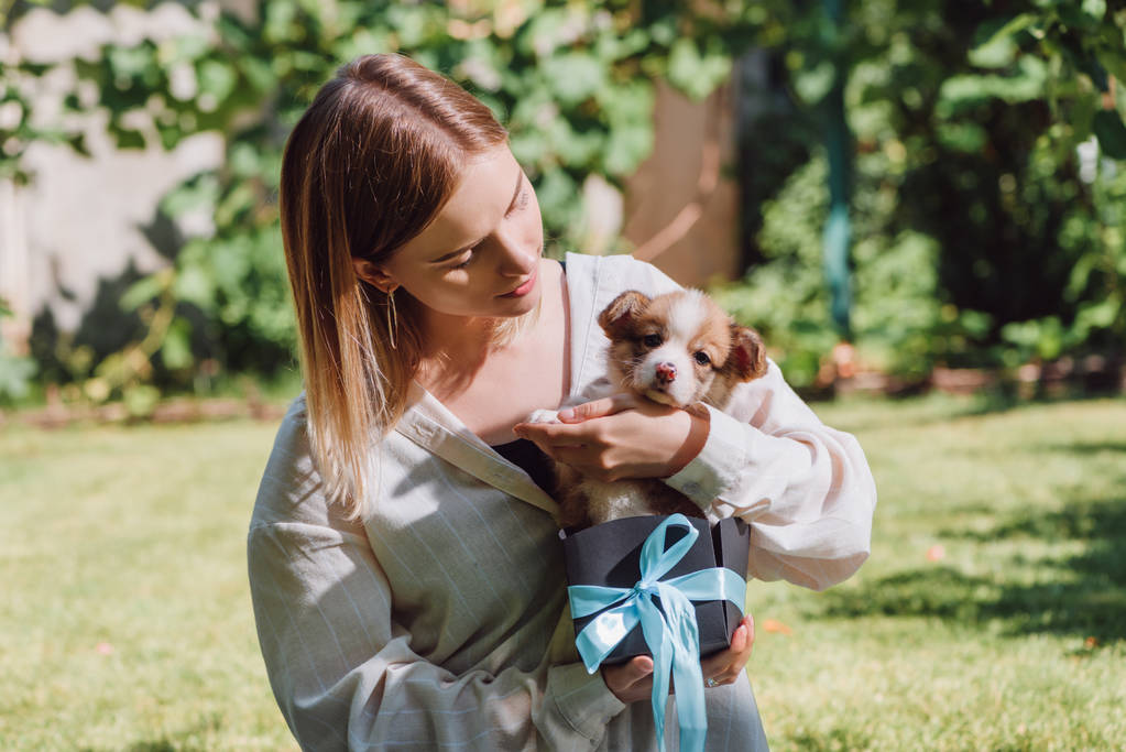 chica rubia sosteniendo cachorro corgi galés en caja de regalo con cinta azul
 - Foto, Imagen