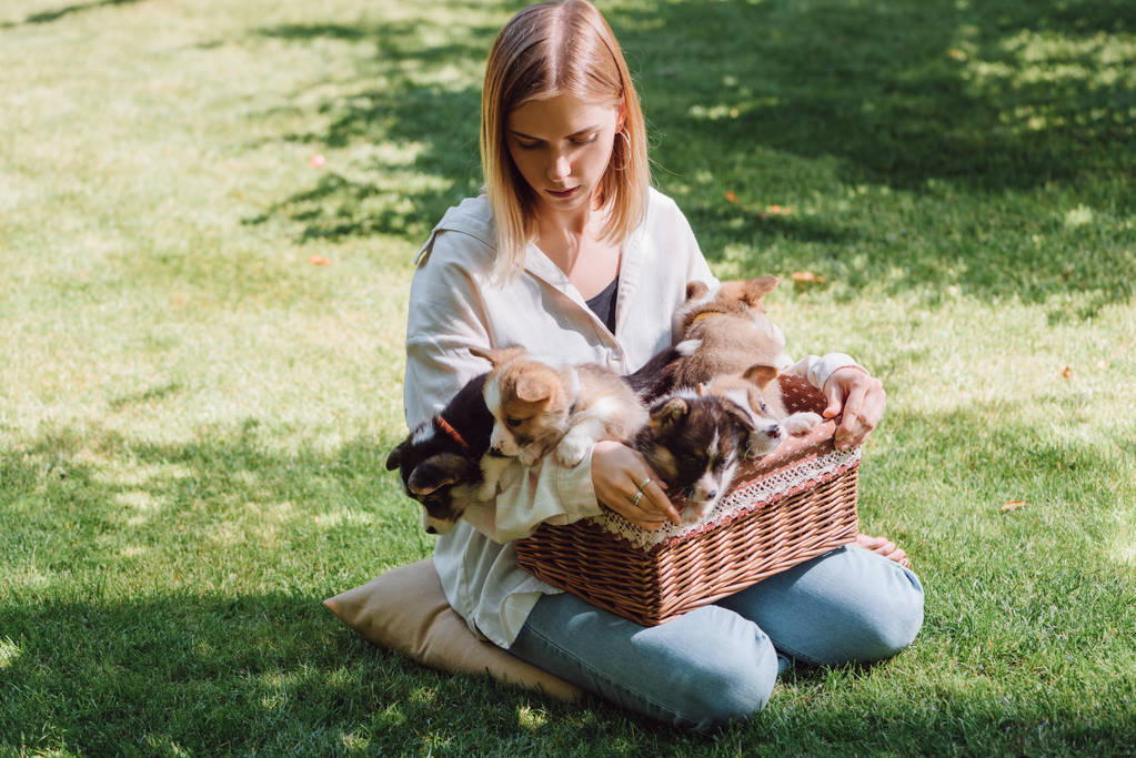 beautiful blonde girl sitting in green garden with welsh corgi adorable puppies in wicker box - Photo, Image