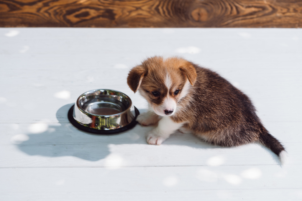 schattig pluizig Corgi puppy zittend in de buurt van water in zilveren Pet Bowl op houten constructie - Foto, afbeelding