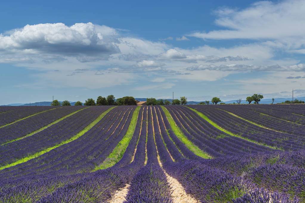 バレンソールの雲とラベンダー畑と青空の開花 - 写真・画像