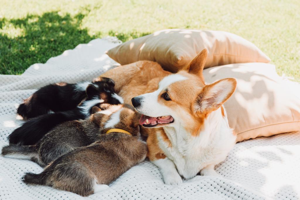 chien couché sur une couverture blanche près des oreillers sur la pelouse verte et nourrir les chiots
 - Photo, image