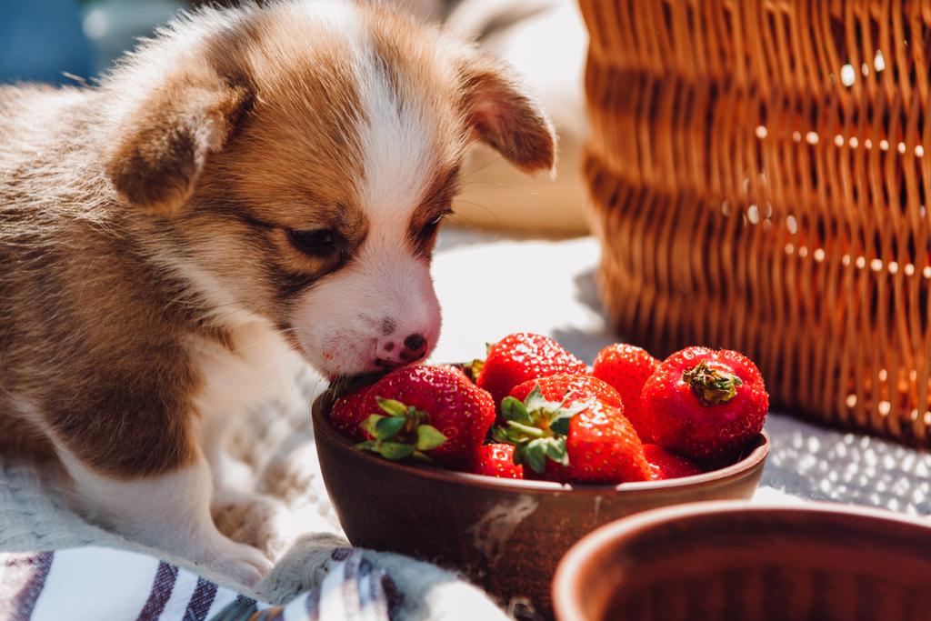 晴れた日のピクニック中にボウルからイチゴを食べるかわいい子犬 - 写真・画像