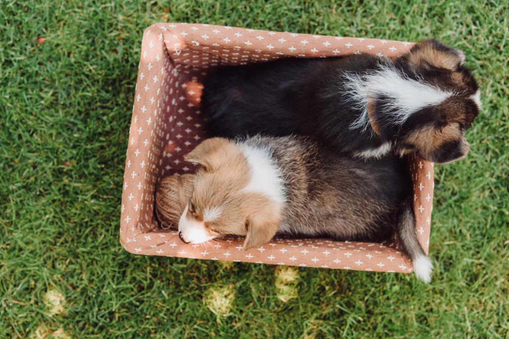 вид на милые очаровательные щенки в коробке в зеленом летнем саду
 - Фото, изображение