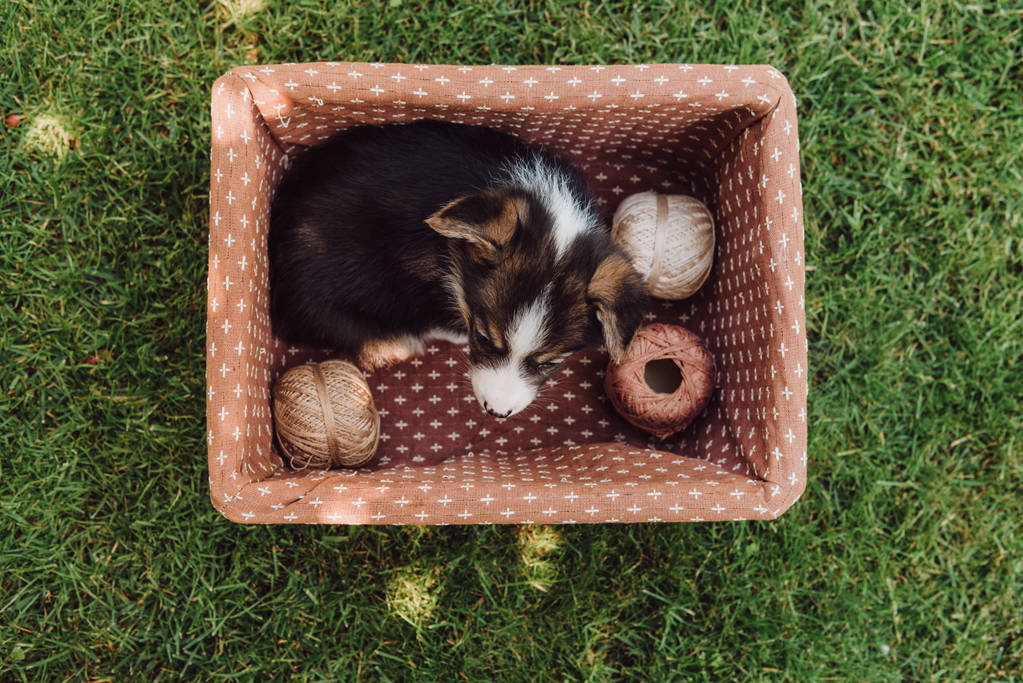 vista superior de lindo cachorro adorable en caja con carretes de hilo en el jardín de verano verde
 - Foto, Imagen