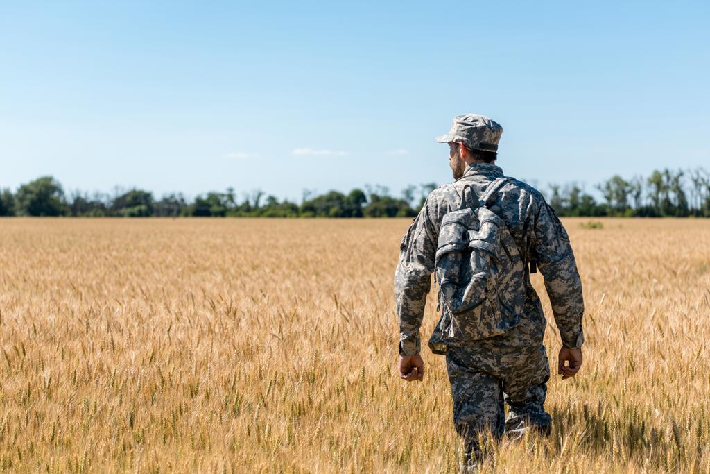 militair man met rugzak staande in veld met tarwe  - Foto, afbeelding