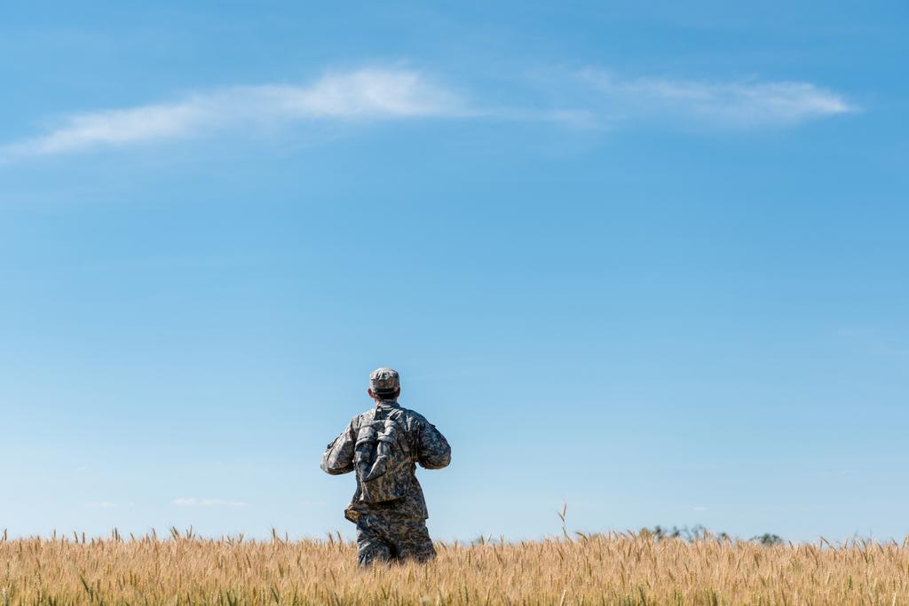 tylny widok żołnierza w mundurze wojskowym z plecakiem stojący w polu ze złotą pszenicą  - Zdjęcie, obraz