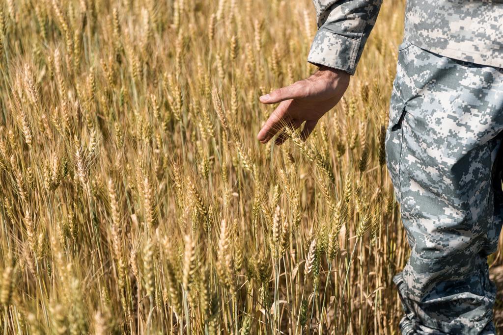 bijgesneden weergave van soldaat in uniform ontroerende tarwe in veld  - Foto, afbeelding