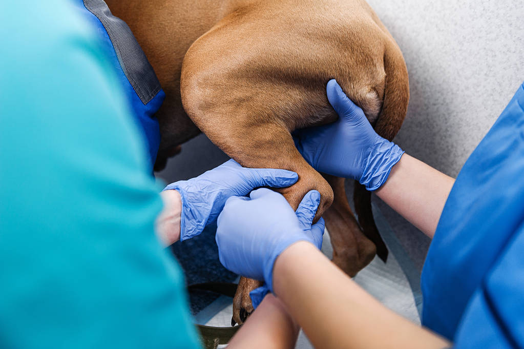 Klinické vyšetření psa. Diagnostika a léčba kožní choroby psů - Fotografie, Obrázek