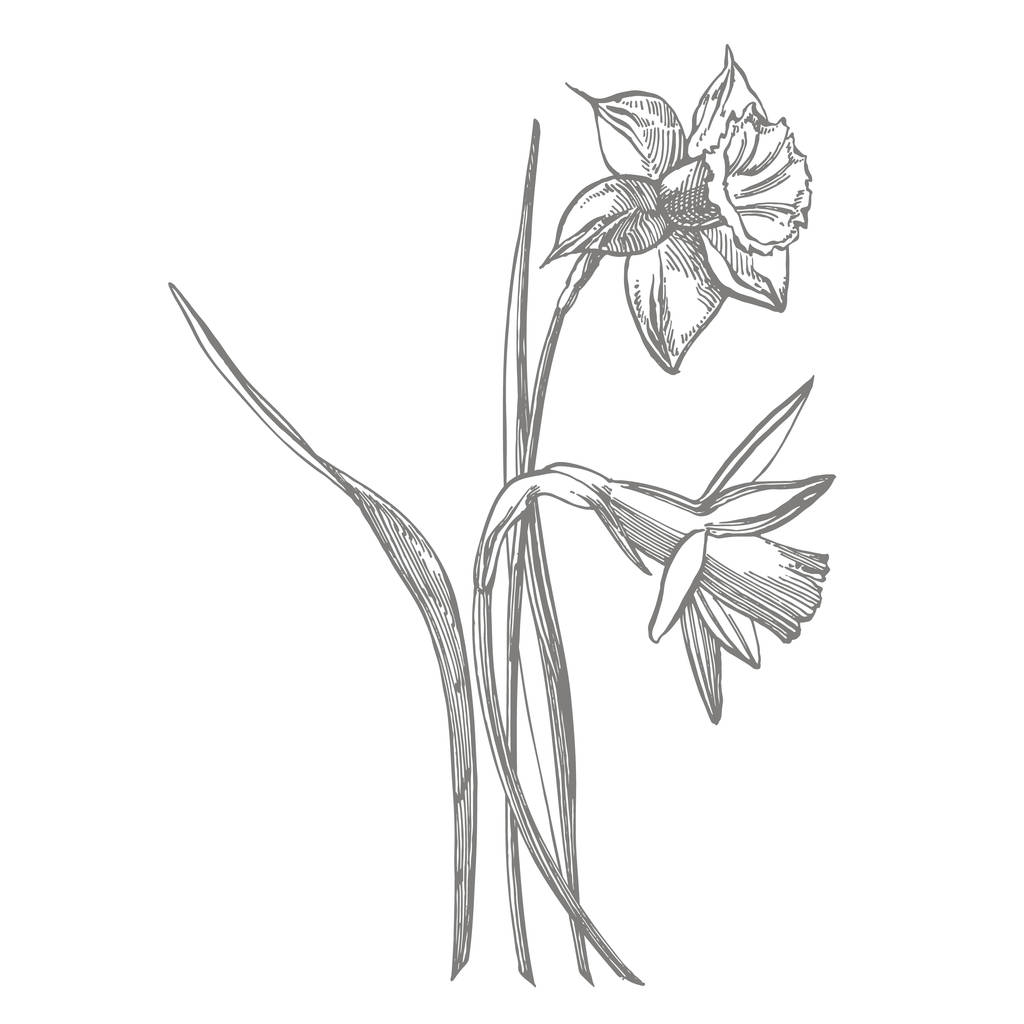 Daffodil or Narcissus flower drawings. Collection of hand drawn black and white daffodil. Hand Drawn Botanical Illustrations. - Photo, Image
