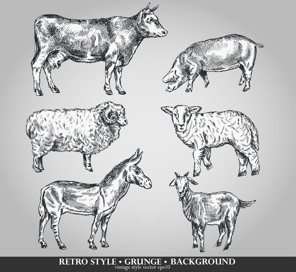 Набір домашніх тварин корова, вівця, свиня, коза, осел. Векторні ілюстрації
 - Вектор, зображення