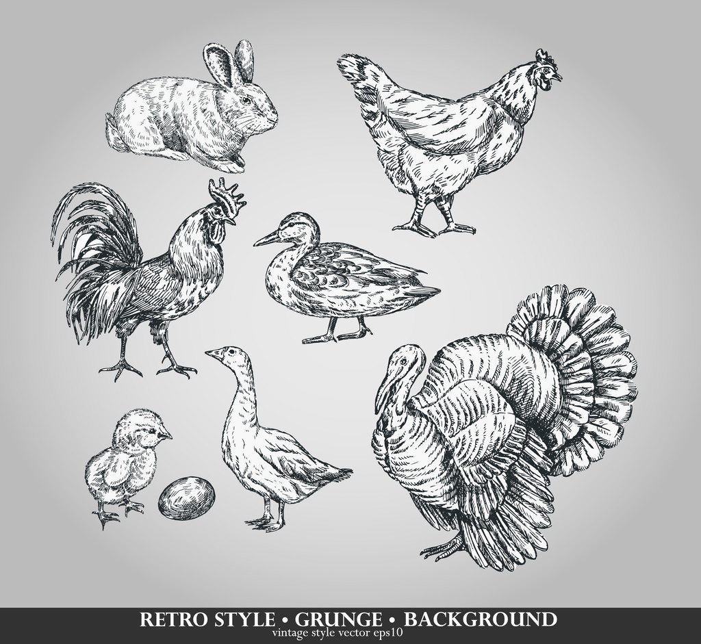 set van gedomesticeerde dieren haan, kip, Turkije, konijn, eend, gans. vectorillustratie - Vector, afbeelding