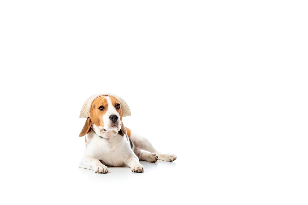 cute pies Beagle w kapeluszu leżącego i patrząc na kamerę na białym - Zdjęcie, obraz