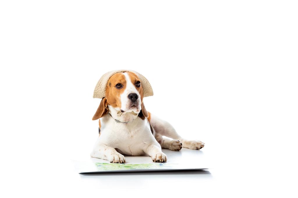 lindo perro beagle en sombrero acostado cerca del mapa y mirando a la cámara en blanco
 - Foto, Imagen