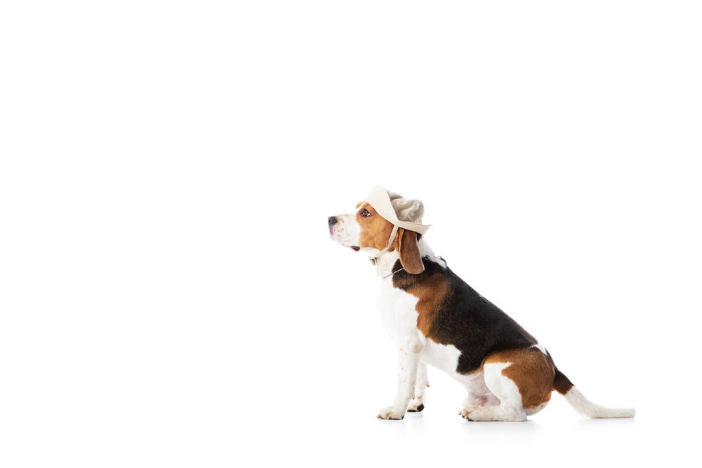 oldal kilátás-ból ravasz Vadászkopó kutya-ban Felfedező kalap ülő elszigetelt-ra fehér - Fotó, kép