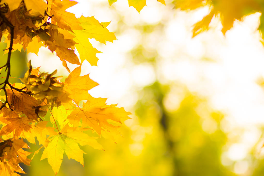 Yellow leaves on a tree. Yellow maple leaves on a blurred background. Golden leaves in autumn park. Copy space - Photo, Image