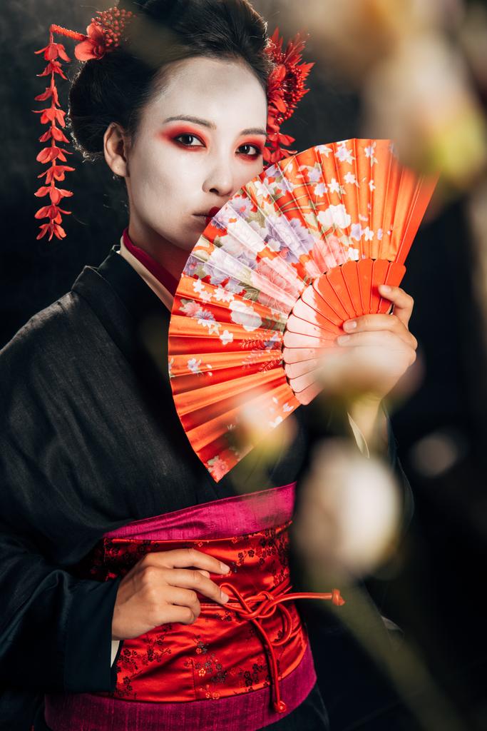 valikoiva painopiste kaunis geisha musta kimono kukkia hiukset tilalla käsi tuuletin ja Sakura oksat eristetty musta
 - Valokuva, kuva