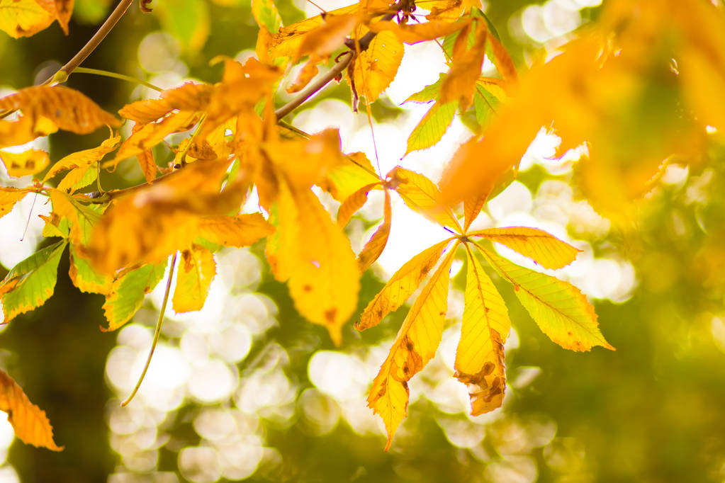 Žluté kaštanové listí na stromě. Zlaté listí v podzimním parku. Žluté listy na rozostřené pozadí. Podzimní koncept. Kopírovat místo - Fotografie, Obrázek