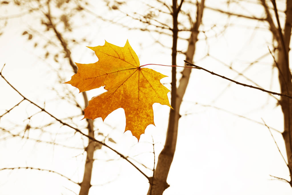 Jasně suchý list na větvi. Podzimní krajina. Bílé pozadí. - Fotografie, Obrázek