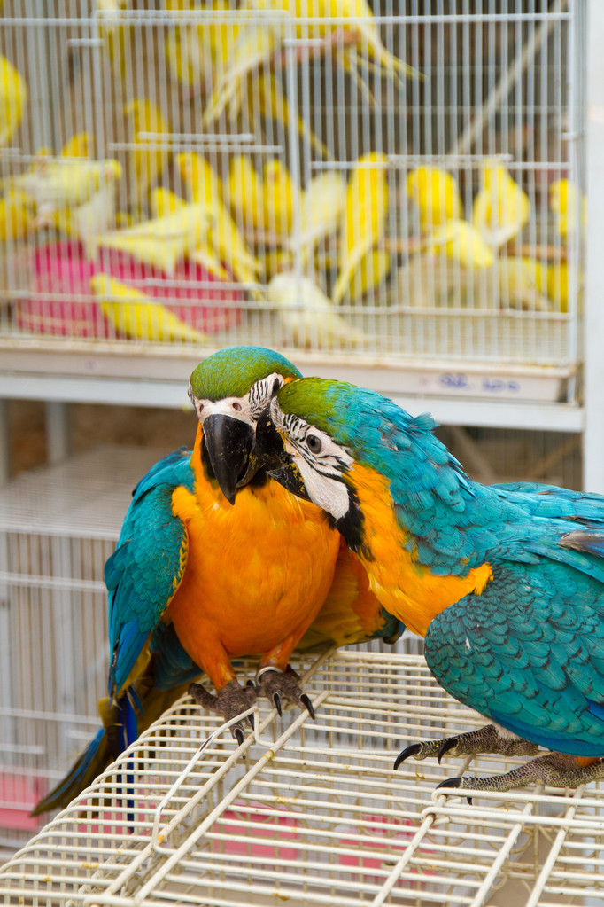 Papağanlar - Fotoğraf, Görsel