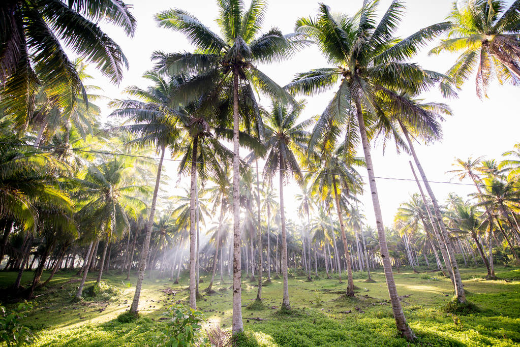 Tropische kokospalmen bos - Foto, afbeelding