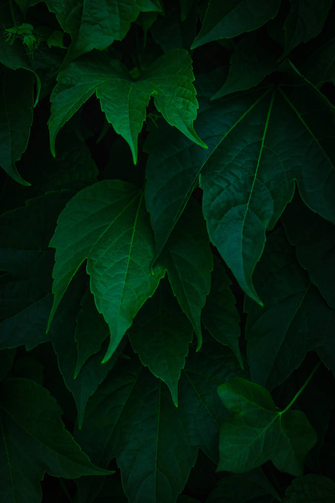 Φρέσκα πράσινα φύλλα που καλύπτουν τον τοίχο. Φυσικό πράσινο φόντο f - Φωτογραφία, εικόνα