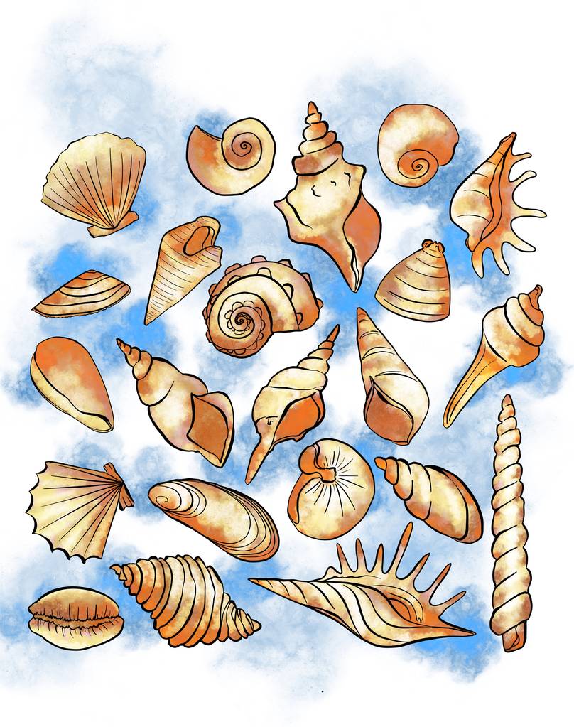los conchas de mar de las formas diferentes en el fondo blanco. Decoración del Seashell sobre fondo blanco. Mussel arte gráfico aislado del mar natural. Ilustración del acuario ilustración dibujado a mano conchas marinas arte - Foto, Imagen