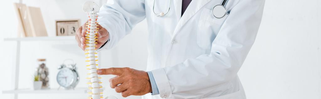prise de vue panoramique du médecin en manteau blanc pointant avec le doigt sur le modèle de colonne vertébrale
  - Photo, image