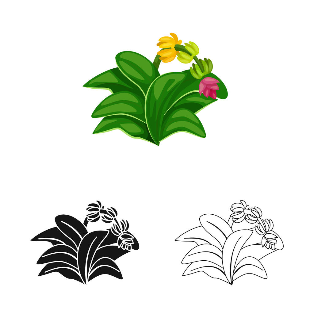 Vektoros illusztráció levél-és banánjelre. Készlet levél és dzsungel állomány szimbólum web. - Vektor, kép