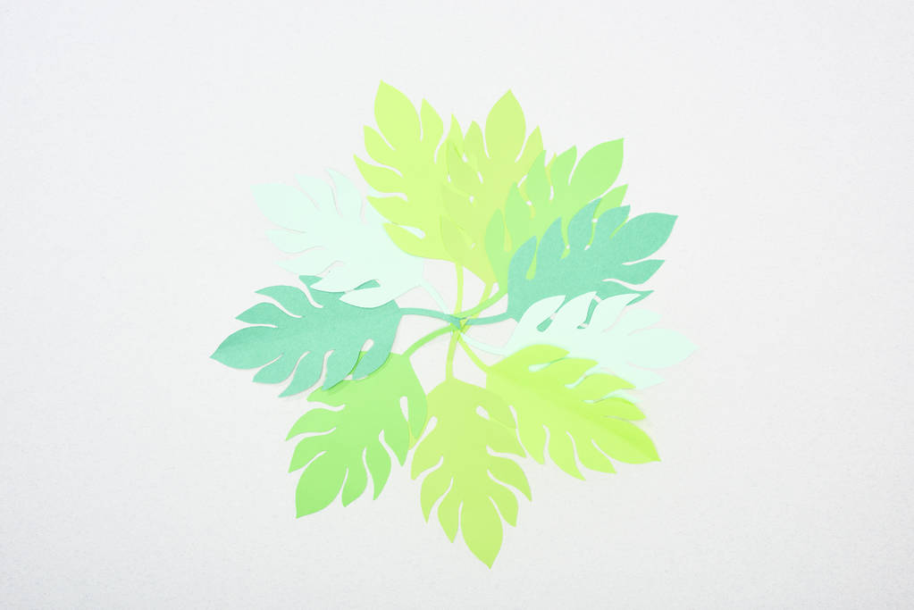 Κορυφαία θέα της Πράσινης Βίβλου κομμένα τροπικά φύλλα που απομονώνονται σε λευκό με Φωτοχώρο - Φωτογραφία, εικόνα