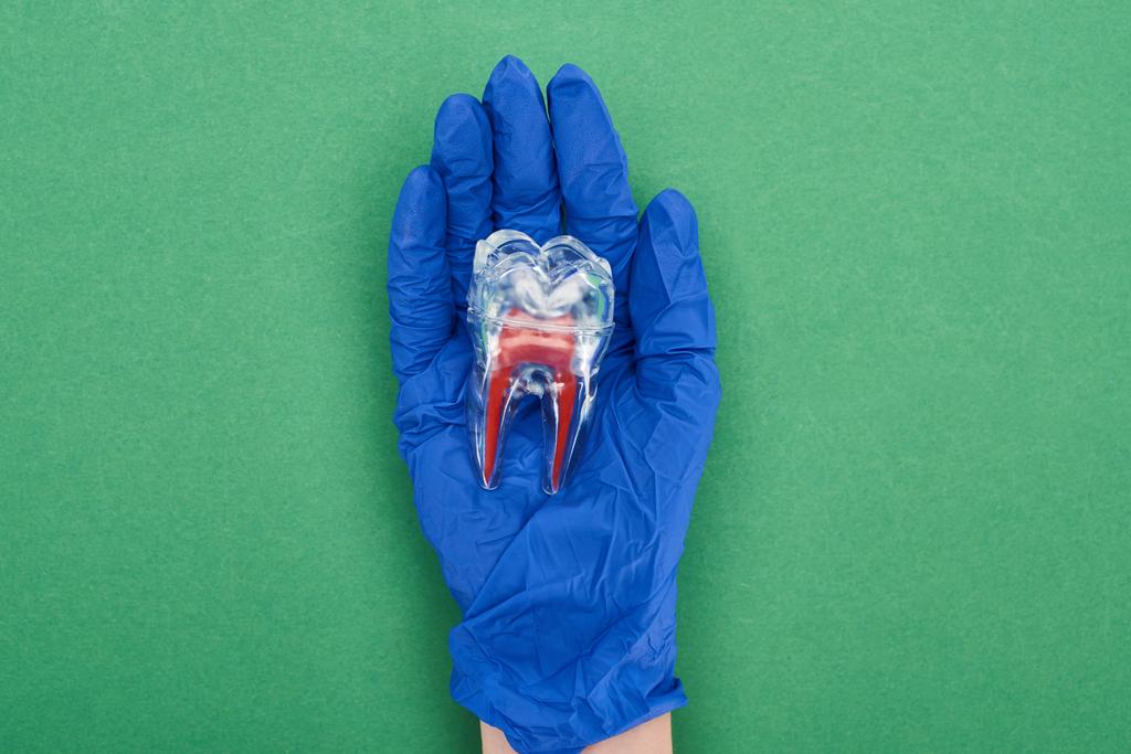 緑色の赤い歯根を持つ歯モデルを保持する青いラテックス手袋の歯科医のトリミングビュー  - 写真・画像