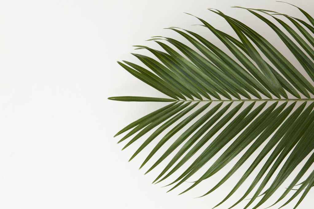 Hoja de palmera tropical sobre un fondo blanco liso
 - Foto, Imagen