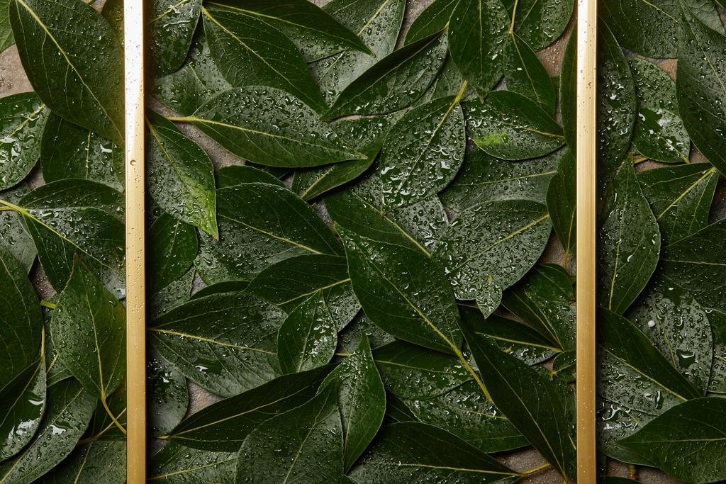 marco dorado vacío sobre fondo verde follaje verde húmedo con espacio de copia
 - Foto, imagen