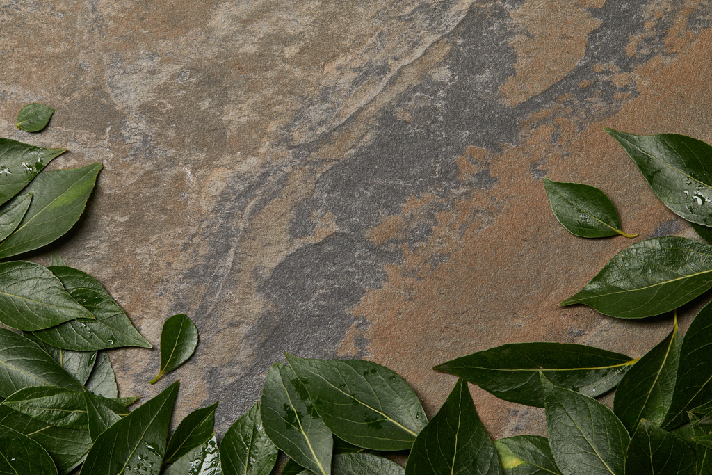 зеленая влажная листва на каменном фоне с копировальным пространством
 - Фото, изображение