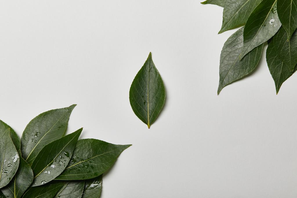 hojas frescas húmedas verdes aisladas en blanco con espacio de copia
 - Foto, Imagen