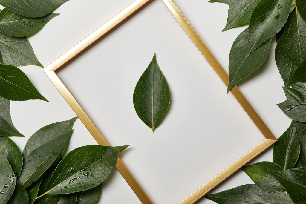 leeg gouden frame op witte achtergrond met Kopieer ruimte en groen blad - Foto, afbeelding