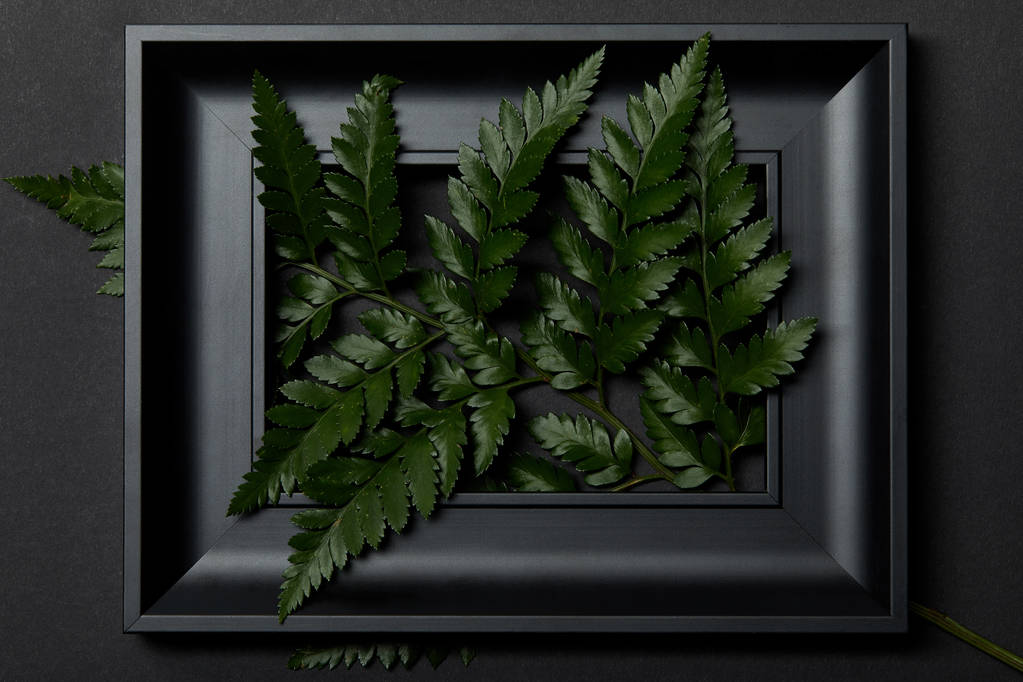 верхний вид черной рамы со свежими листьями папоротника на черном фоне
 - Фото, изображение