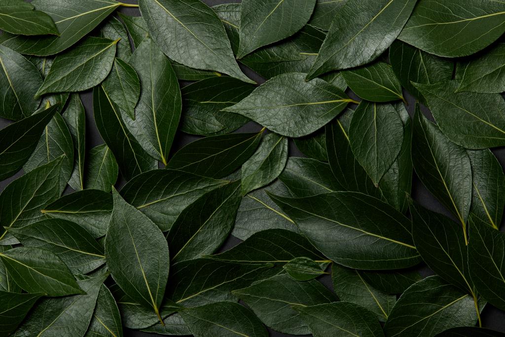 πράσινα φρέσκα φύλλα φυσικό φόντο με χώρο αντιγραφής - Φωτογραφία, εικόνα