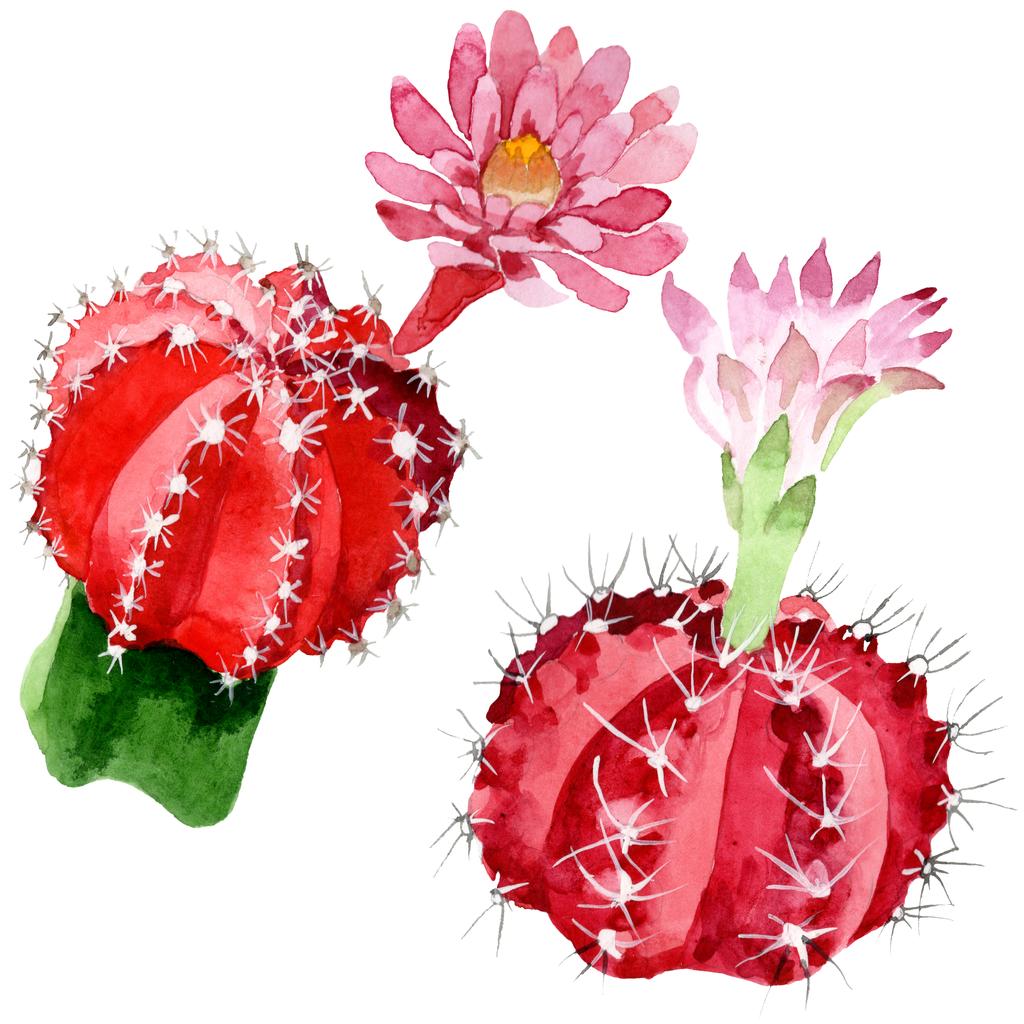 Красный и зеленый кактусы изолированы на белой акварельной иллюстрации
.  - Фото, изображение