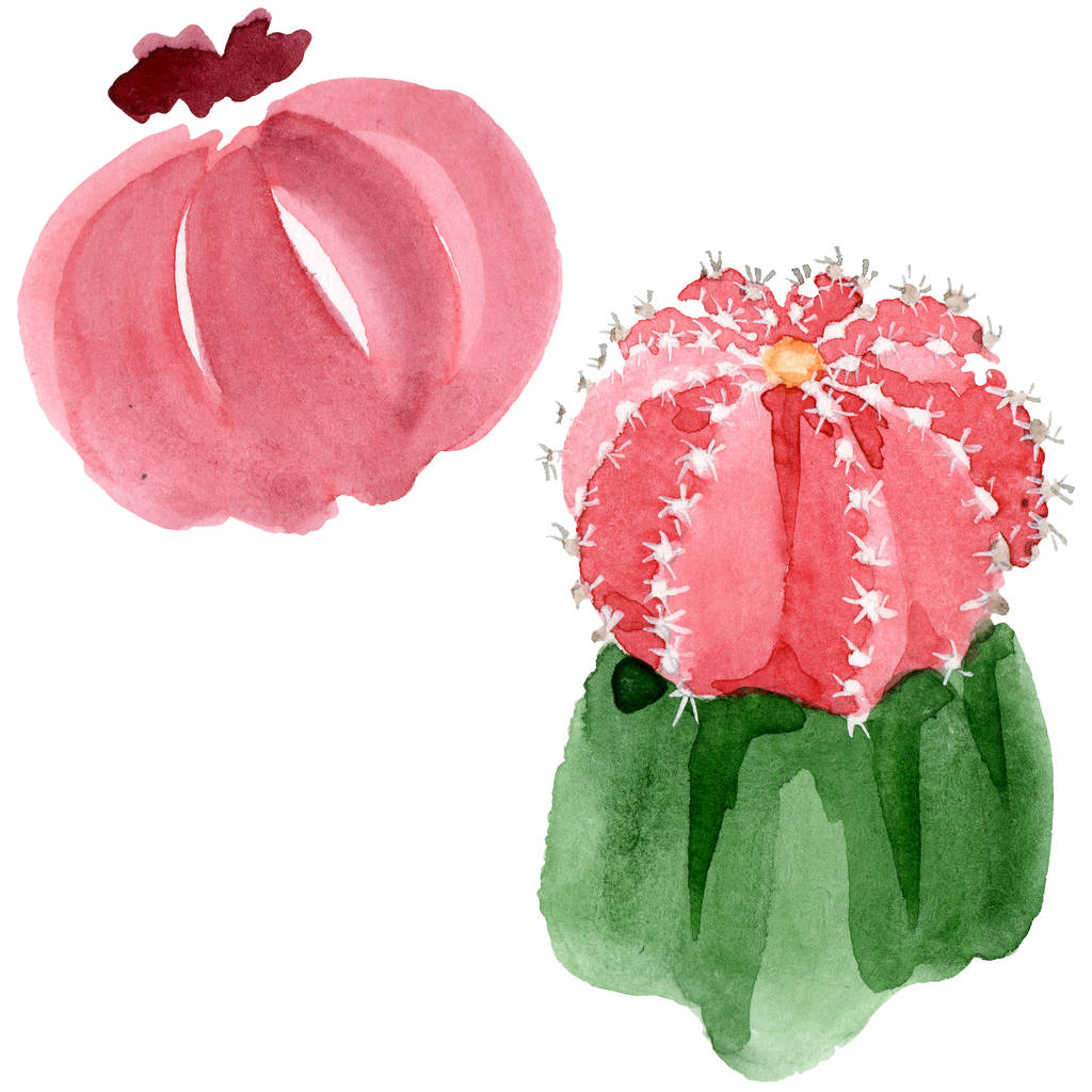 Cactus rouges et verts isolés sur l'aquarelle blanche illustration ensemble
.  - Photo, image