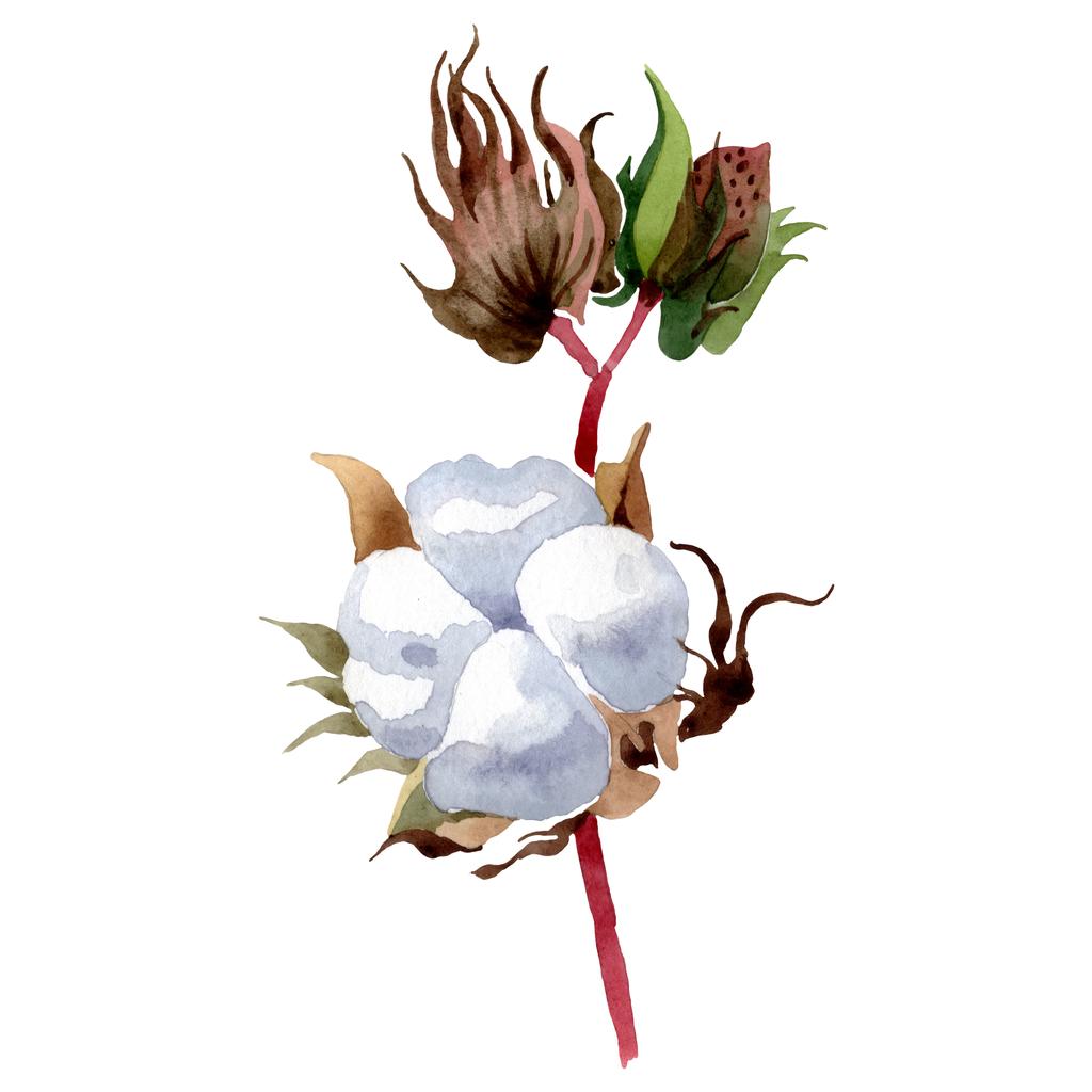 Pamut virágos botanikus virágok. Vad tavaszi levél vadvirág elszigetelt. Akvarell háttér illusztráció meg. Akvarell rajz divat Aquarelle. Izolált pamut illusztrációs elem. - Fotó, kép