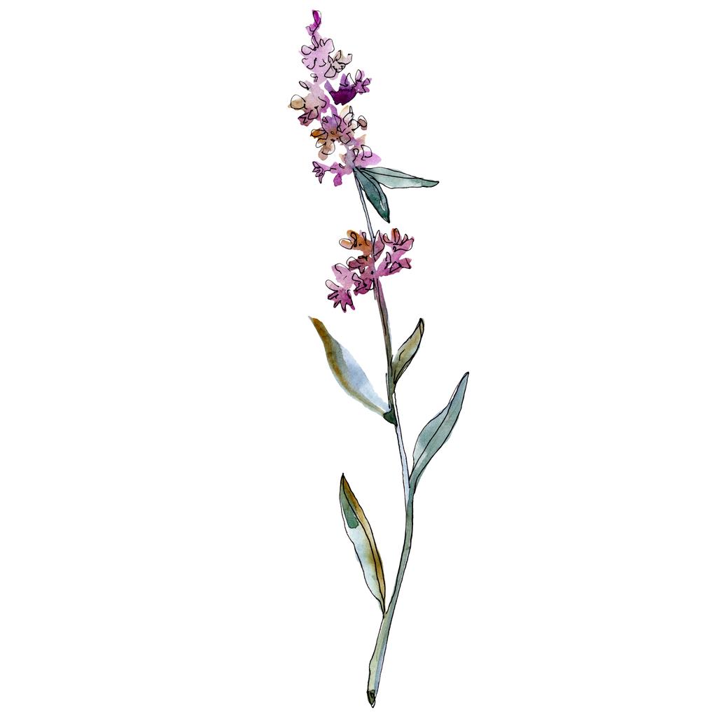 Lavendel blühende botanische Blumen. Aquarell Hintergrundillustration Set. isoliertes Lavendel-Illustrationselement. - Foto, Bild