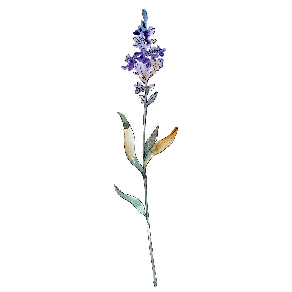 Laventeli kukka kasvitieteellinen kukkia. Vesiväri tausta kuvitussarja. Eristetty laventelin kuvituselementti
. - Valokuva, kuva