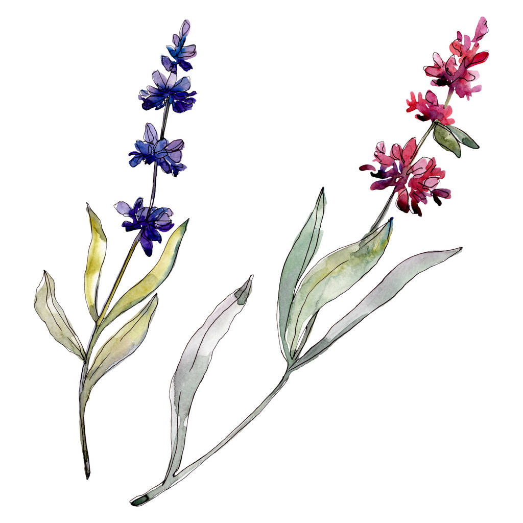 Lavendel blühende botanische Blumen. Aquarell Hintergrundillustration Set. Einzelnes Levender-Illustrationselement. - Foto, Bild