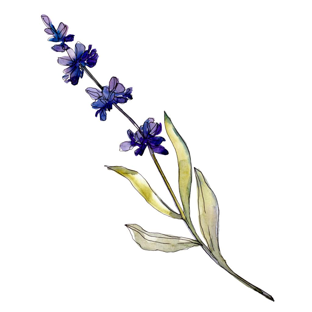 Lavendel blühende botanische Blumen. Aquarell Hintergrundillustration Set. Einzelnes Levender-Illustrationselement. - Foto, Bild