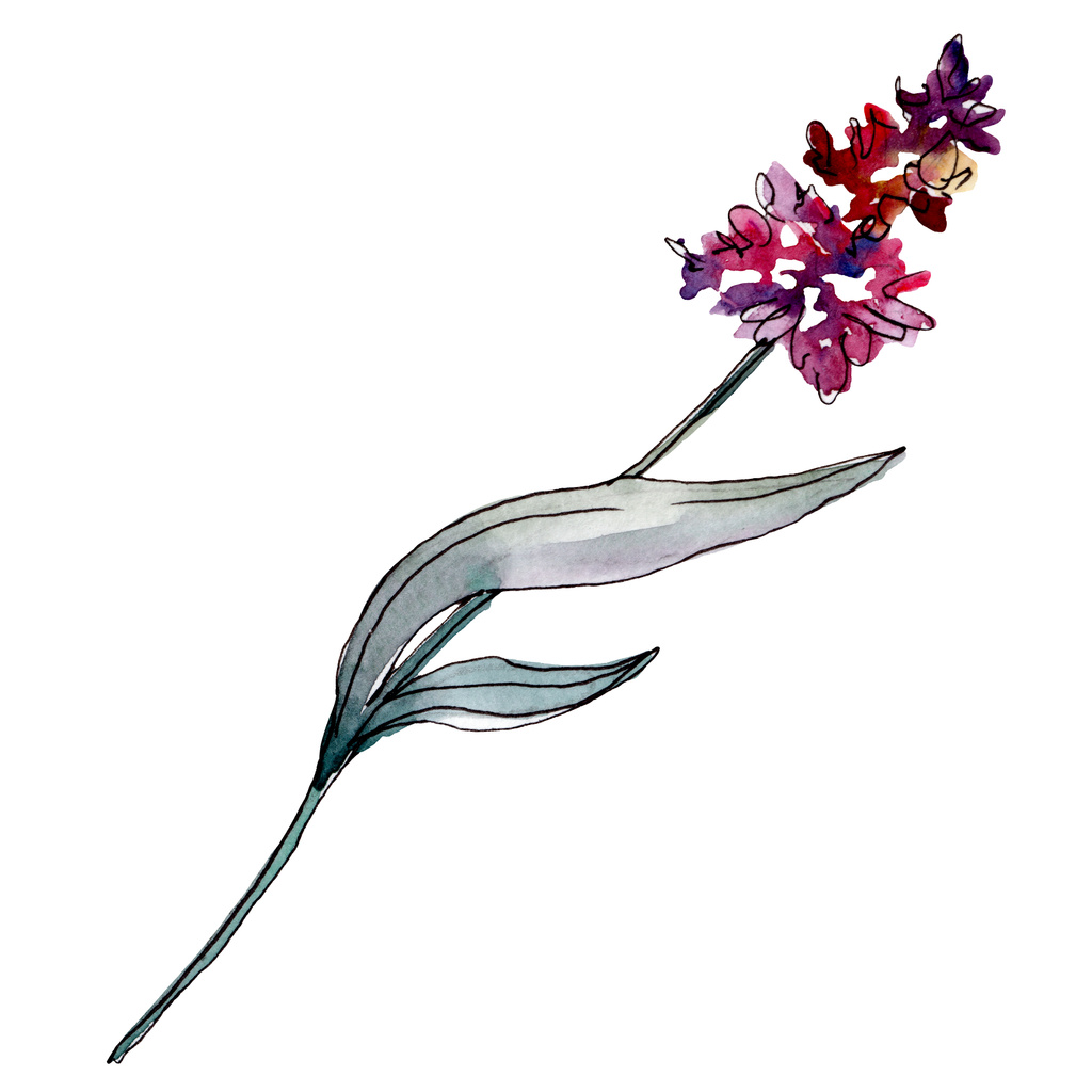 Lavendel bloemen botanische bloemen. Aquarel achtergrond illustratie instellen. Geïsoleerd levender-illustratie element. - Foto, afbeelding
