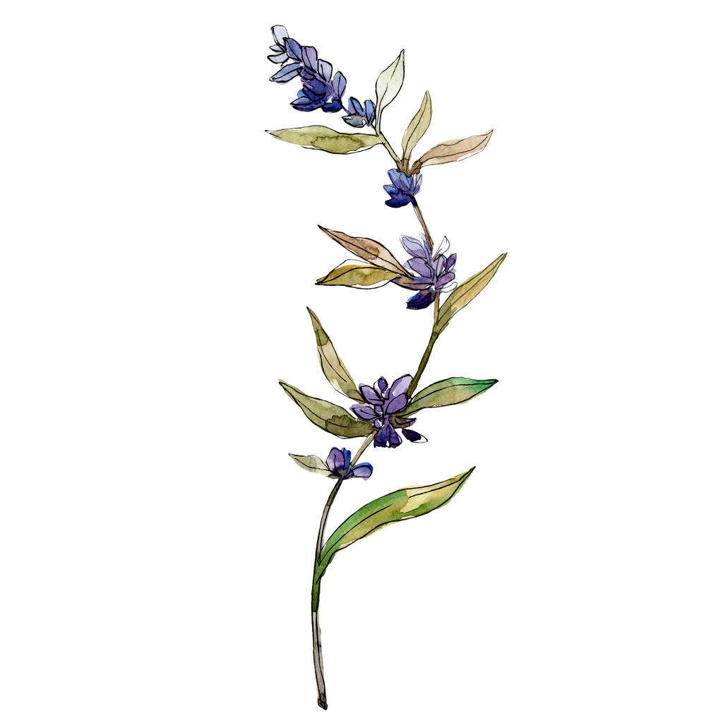 Lila levendula virágos botanikus virágok. Vad tavaszi levél vadvirág elszigetelt. Akvarell háttér illusztráció meg. Akvarell rajz divat Aquarelle. Különálló levendula illusztrációs elem. - Fotó, kép